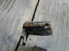 Bird's Wing (Dypterygia scabriuscula)