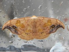 Scarce Hook-tip (Sabra harpagula)