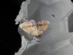 Scorched Wing (Plagodis dolabraria)