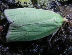 Grønn eikevikler (Tortrix viridana)