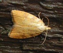 Yellow Oak Button (Aleimma loeflingiana)