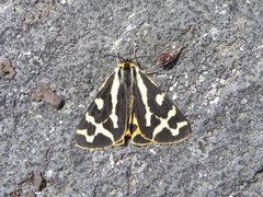 Wood Tiger (Parasemia plantaginis)