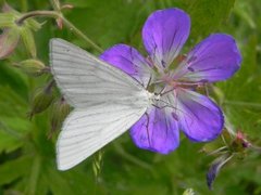 Ribbemåler (Siona lineata)