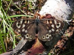 Speckled Wood (Pararge aegeria)