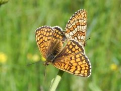 Heath Fritillary (Melitaea athalia)