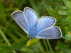 Sølvblåvinge (Polyommatus amandus)