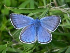 Sølvblåvinge (Polyommatus amandus)