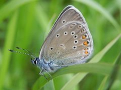 Brun blåvinge (Aricia eumedon)