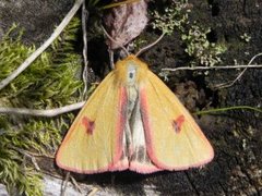 Clouded Buff (Diacrisia sannio)