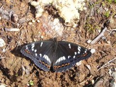 Poplar Admiral (Limenitis populi)