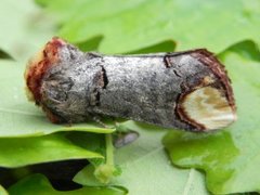 Buff-tip (Phalera bucephala)