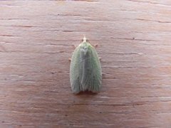 Grønn eikevikler (Tortrix viridana)