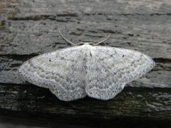 Cream Wave (Scopula incanata)