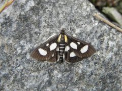 Gullrisengmott (Anania funebris)