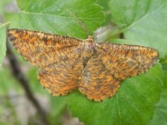 Orange Moth (Angerona prunaria)