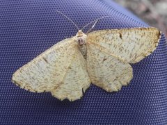 Orange Moth (Angerona prunaria)
