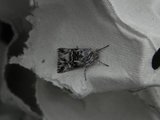 Torskemunnfly (Calophasia lunula)