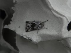 Toadflax Brocade (Calophasia lunula)