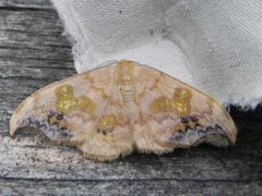 Scarce Hook-tip (Sabra harpagula)