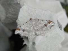 Sharp-angled Peacock (Macaria alternata)