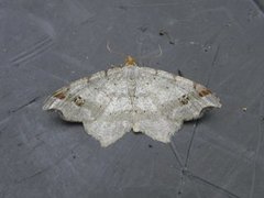 Sharp-angled Peacock (Macaria alternata)