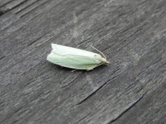 Grønn eikevikler (Tortrix viridana)