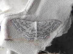 Cream Wave (Scopula incanata)