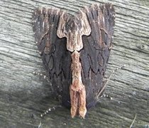 Bird's Wing (Dypterygia scabriuscula)