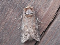 Goat Moth (Cossus cossus)