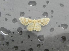 Small Yellow Wave (Hydrelia flammeolaria)