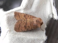 The Uncertain (Hoplodrina octogenaria)