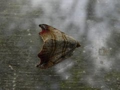 Sigdfly (Laspeyria flexula)