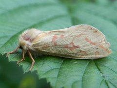 Spøkelsesroteter (Hepialus humuli)