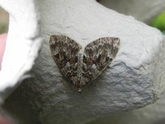 Spruce Carpet (Thera variata)