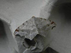 Sharp-angled Peacock (Macaria alternata)