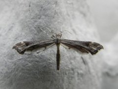 Triangle Plume (Platyptilia gonodactyla)