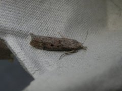 Bee Moth (Aphomia sociella)