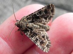 Mørkt nellikfly (Hadena bicruris)