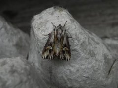 Purple Cloud (Actinotia polyodon)