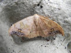 Scarce Hook-tip (Sabra harpagula)