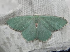 Common Emerald (Hemithea aestivaria)