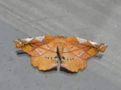 Lilac Beauty (Apeira syringaria)