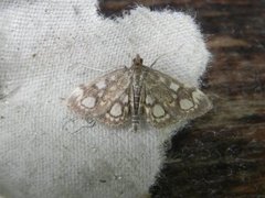 Elder Pearl (Anania coronata)
