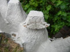 Gul buemåler (Macaria notata)