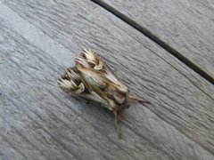 Purple Cloud (Actinotia polyodon)