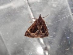 Beautiful Snout (Hypena crassalis)