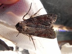 Pale Shining Brown (Polia bombycina)