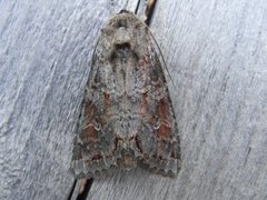 Pale Shining Brown (Polia bombycina)