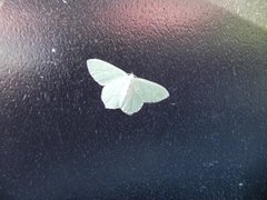 Common Emerald (Hemithea aestivaria)
