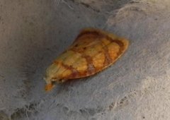 Yellow Rose Button (Acleris bergmanniana)